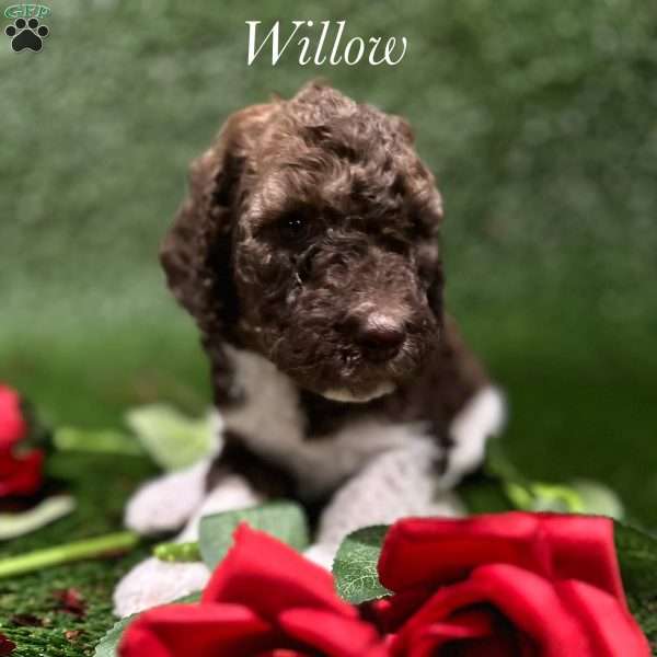Willow, Standard Poodle Puppy